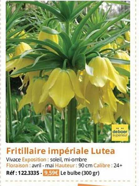 fritillaire impériale lutea