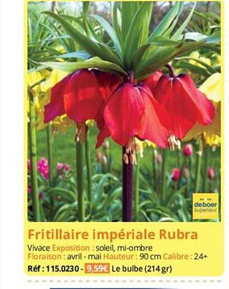 fritillaire impériale rubra