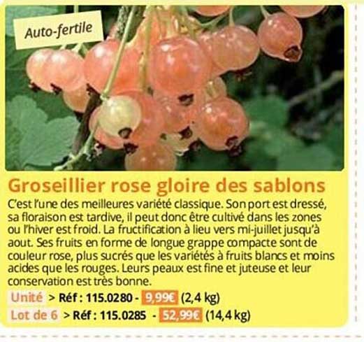 groseillier rose gloire des sablons