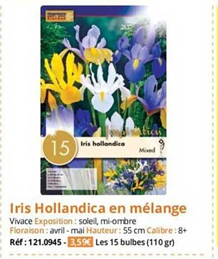 Iris Hollandica En Mélange