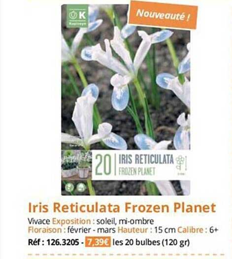 iris reticulata frozen planet