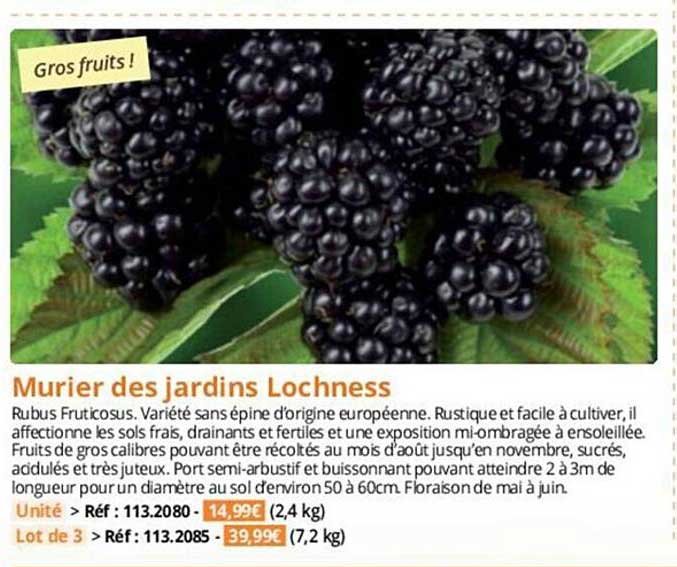 murier des jardins lochness