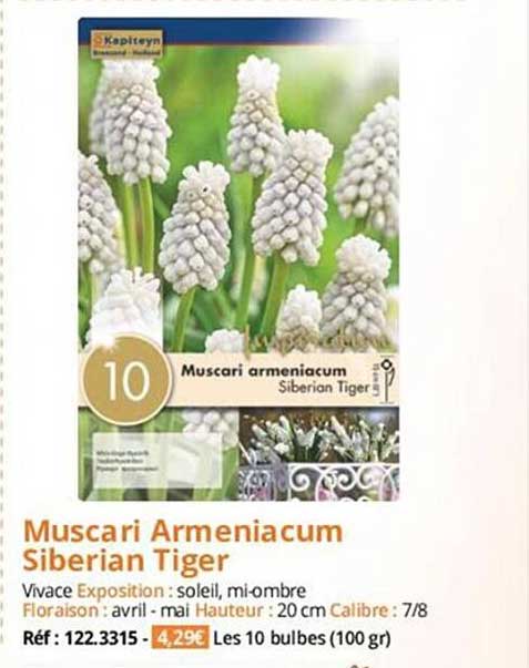 muscari armeniacum siberian tiger