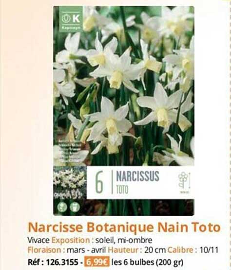 narcisse botanique nain toto