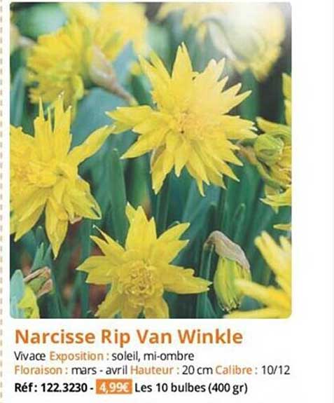narcisse rip van winkle