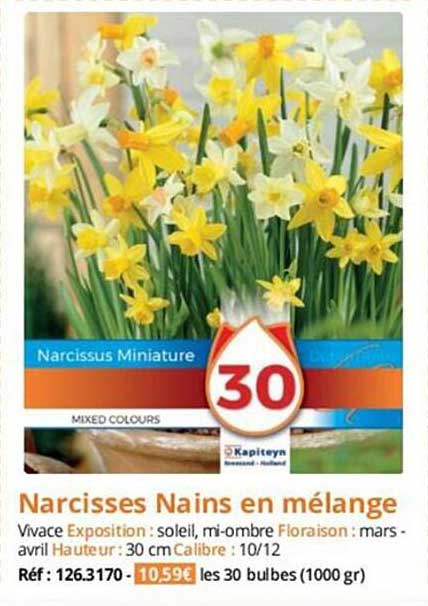narcisses nains en mélange
