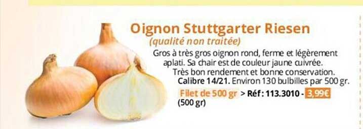 oignon stuttgarter riesen