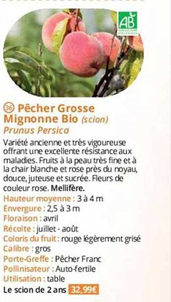 pêcher grosse mignonne bio