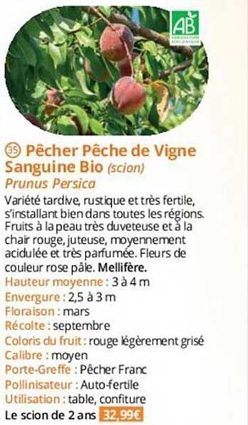 pêcher pêche de vigne sanguine bio