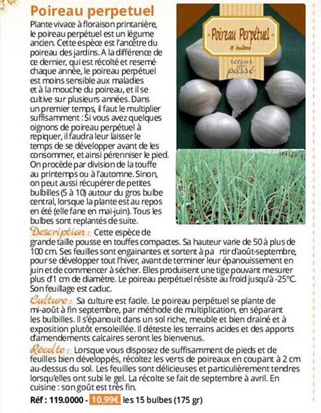 Poireau Perpetuel