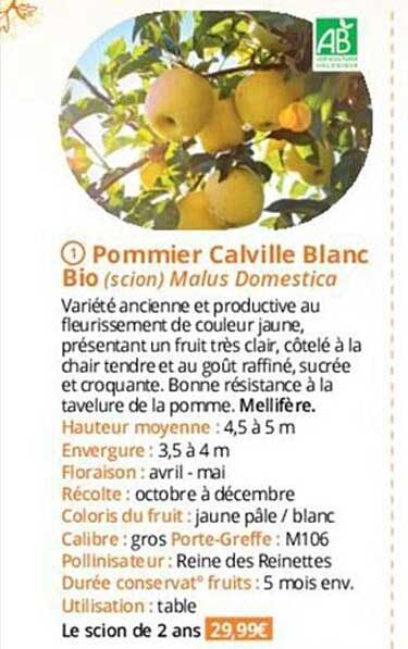 pommier calville blanc bio
