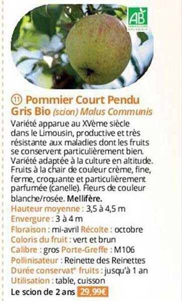 pommier court pendu gris bio