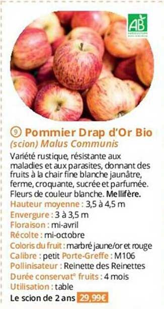 pommier drap d'or bio