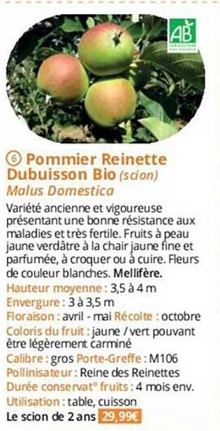 pommier reinette dubuisson bio