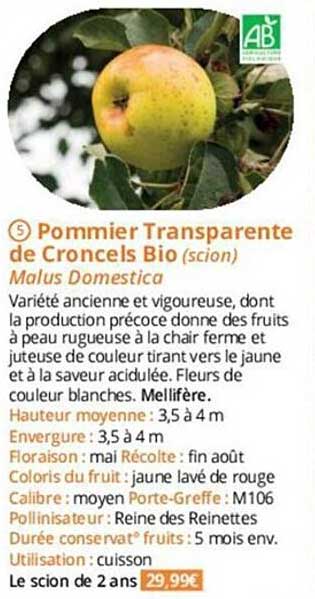 pommier transparente de croncels bio