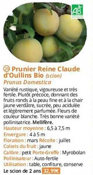 prunier reine claude d'oullins bio