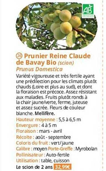 prunier reine claude de bavay bio
