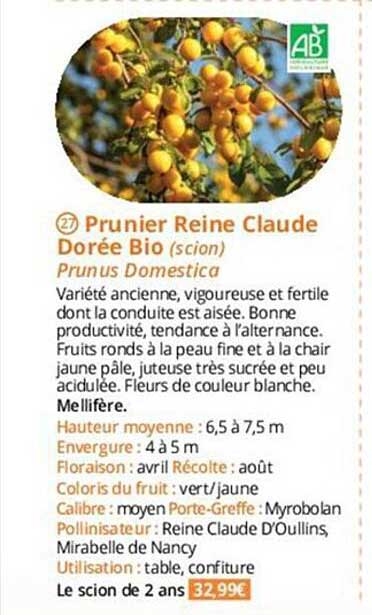 prunier reine claude dorée bio