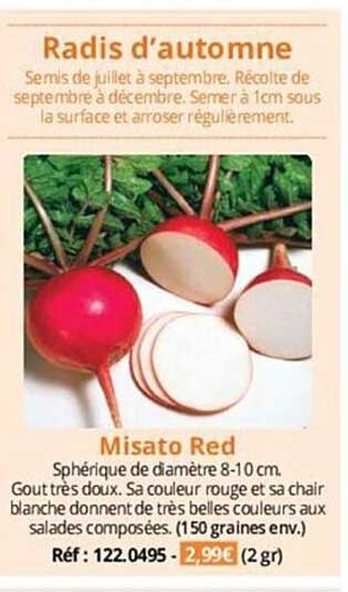 radis d'automne misato red