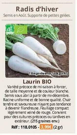 radis d'hiver laurin bio