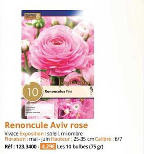 renoncule aviv rose