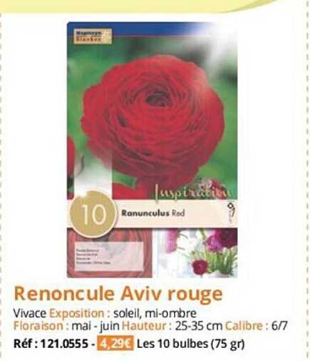 renoncule aviv rouge