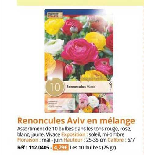 renoncules aviv en mélange