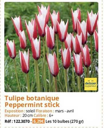 tulipe botanique peppermint stick