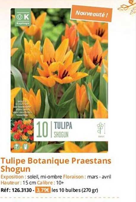 tulipe botanique praestans shogun