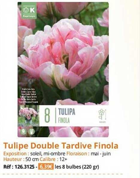 tulipe double tardive finola