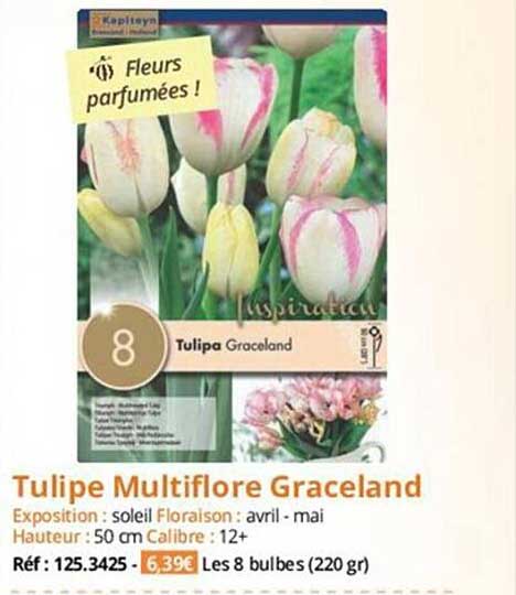 Tulipe Multiflore Graceland