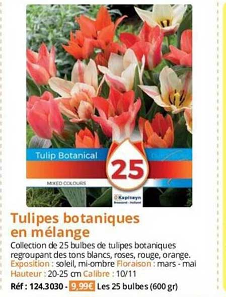tulipes botaniques en mélange