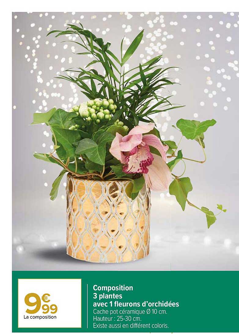 composition 3 plantes avec 1 fleurons d'orchidées