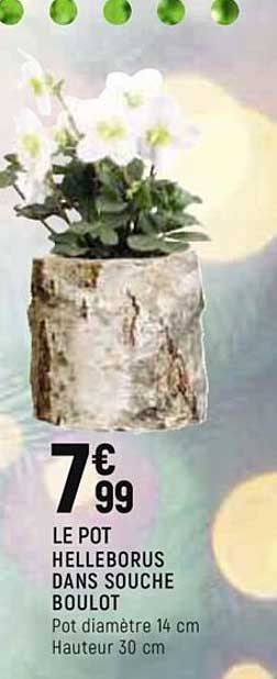 helleborus dans souche boulot