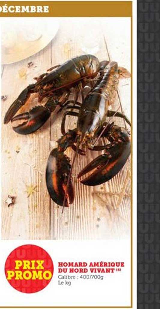 homard amérique du nord vivant