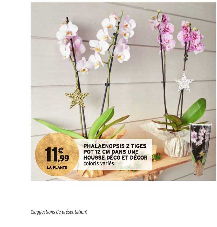 phalaenopsis 2 tiges pot 12 cm dans une housse déco et décor