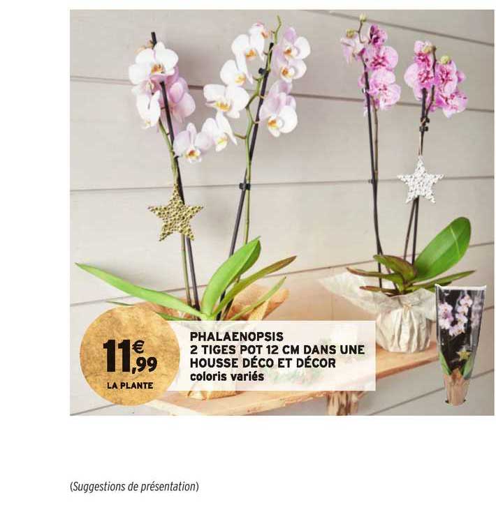 Phalaenopsis 2 Tiges Pot 12 Cm Dans Une Housse Déco Et Décor