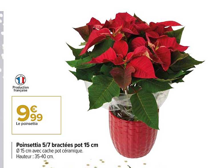 poinsettia 5-7 bractées pot 15 cm