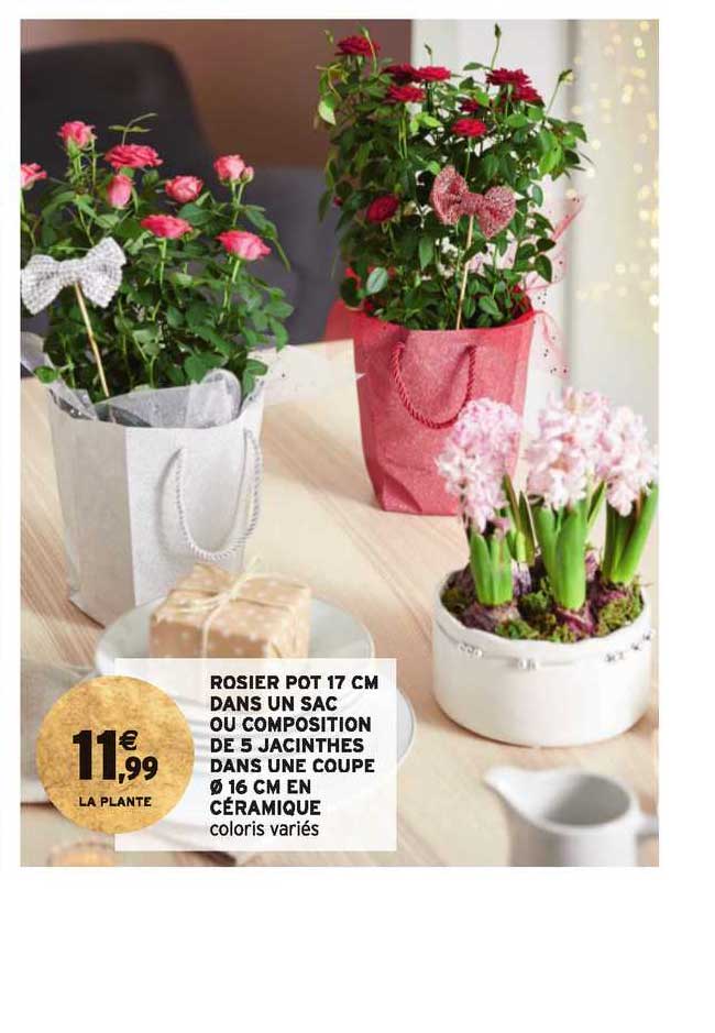 rosier pot 17 cm dans un sac ou composition de 5 jacinthes dans une coupe 16 cm en céramique