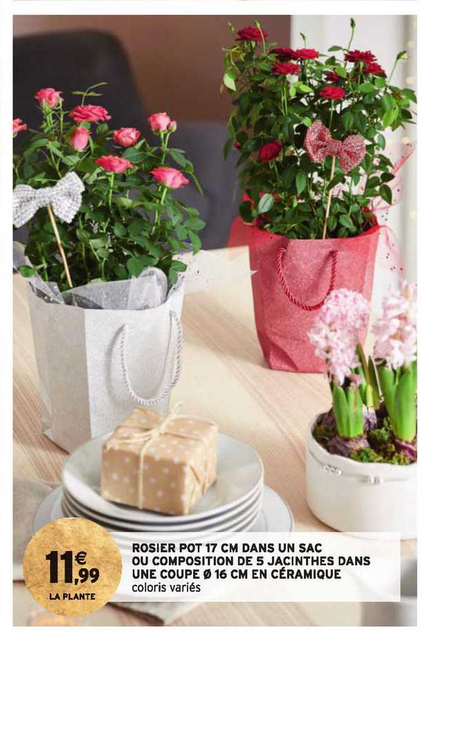 rosier pot 17 cm dans un sac ou composition de 5 jacinthes dans une coupe 16 cm en céramique