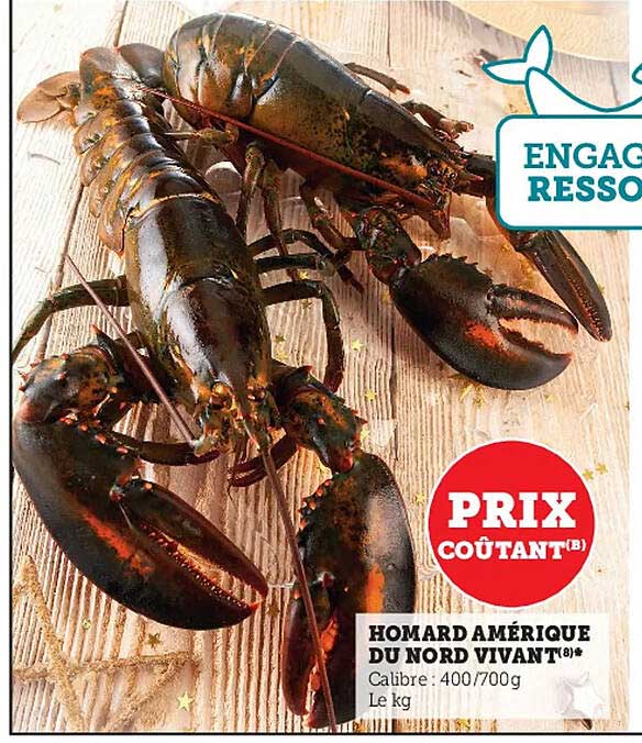 homard amérique du nord vivant