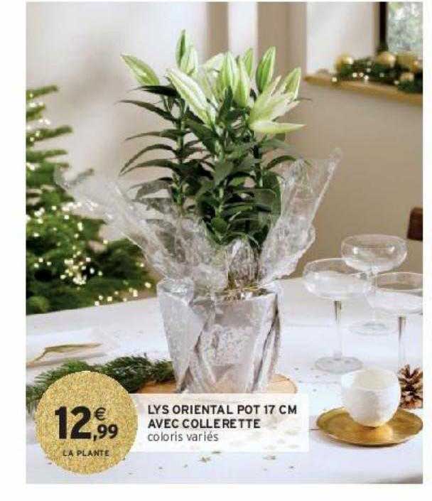 lys oriental pot 17 cm avec collerette