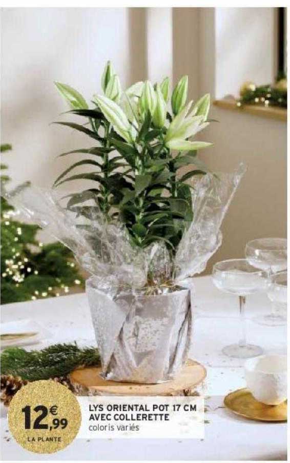 lys oriental pot 17 cm avec collerette