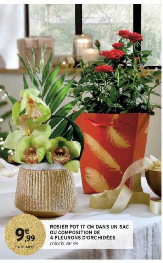 rosier pot 17 cm dans un sac ou composition de 4 fleurons d'orchidées