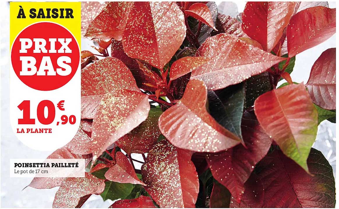 poinsettia pailleté