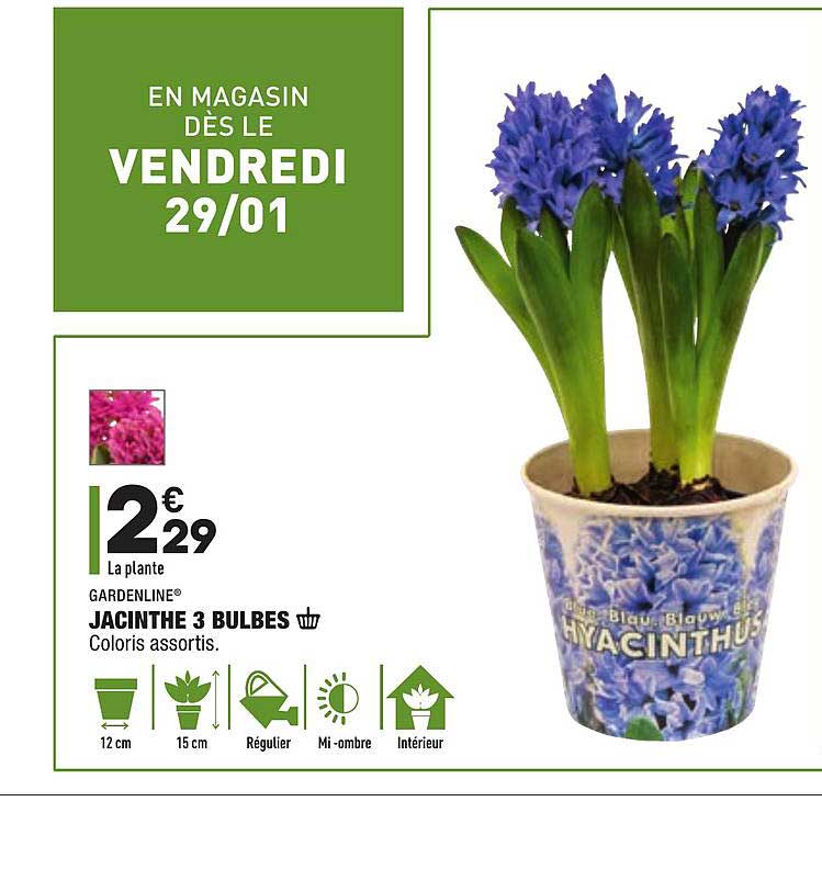 Jacinthe 3 Bulbes Gardenline