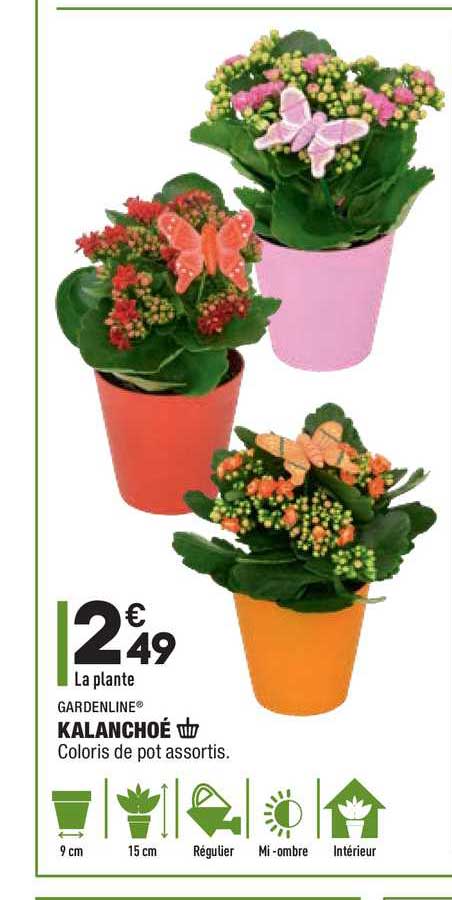 Kalanchoé Gardenline