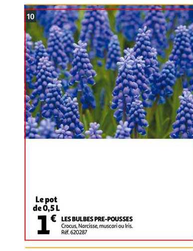 Les Bulbes Pré-pousses
