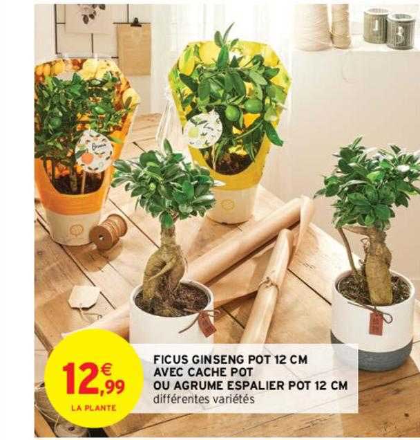 ficus ginseng pot 12 cm avec cache pot ou agrume espalier pot 12 cm