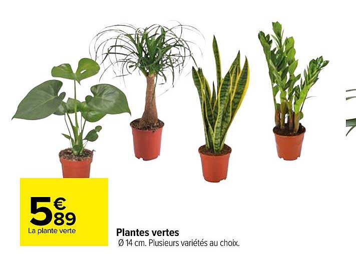 Plantes Vertes